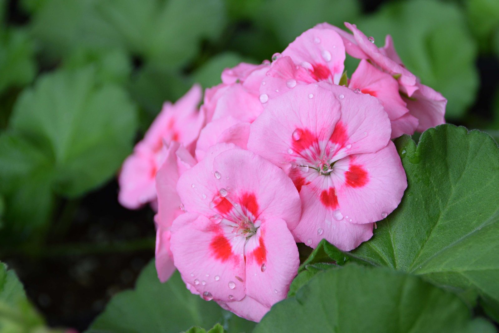 February 17, 2023 – Lois Forrest Greenhouse
