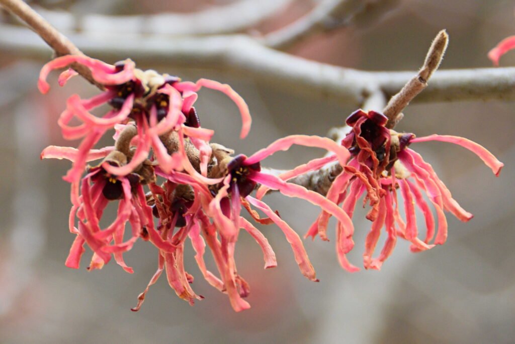 Witch Hazel, pink