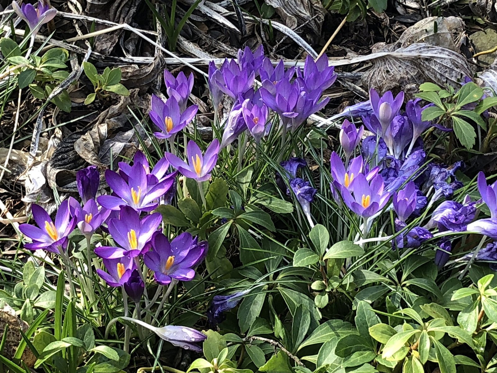 February 24, 2023 – Early Spring