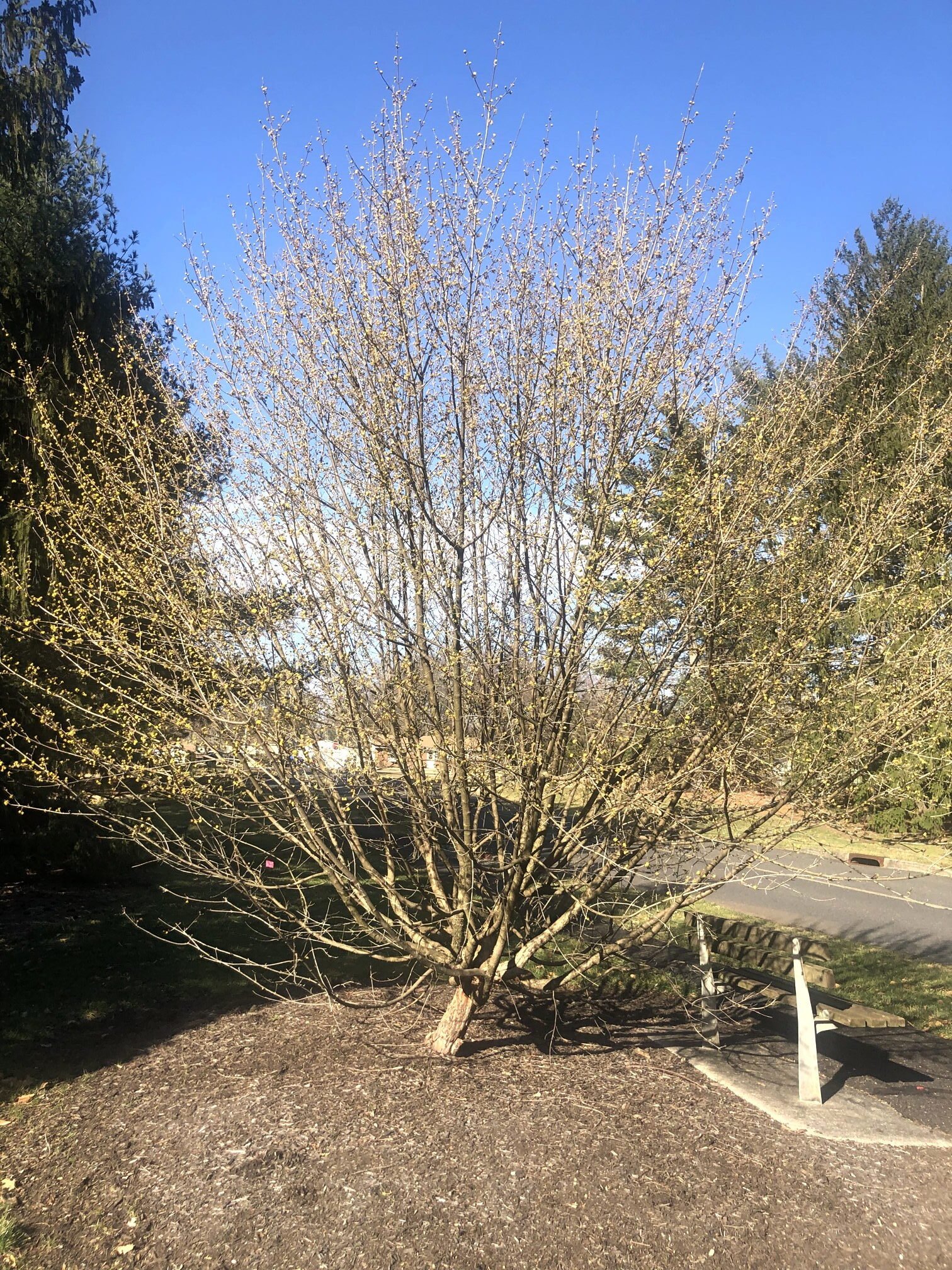 March 10, 2023 –  Cornelian Cherry