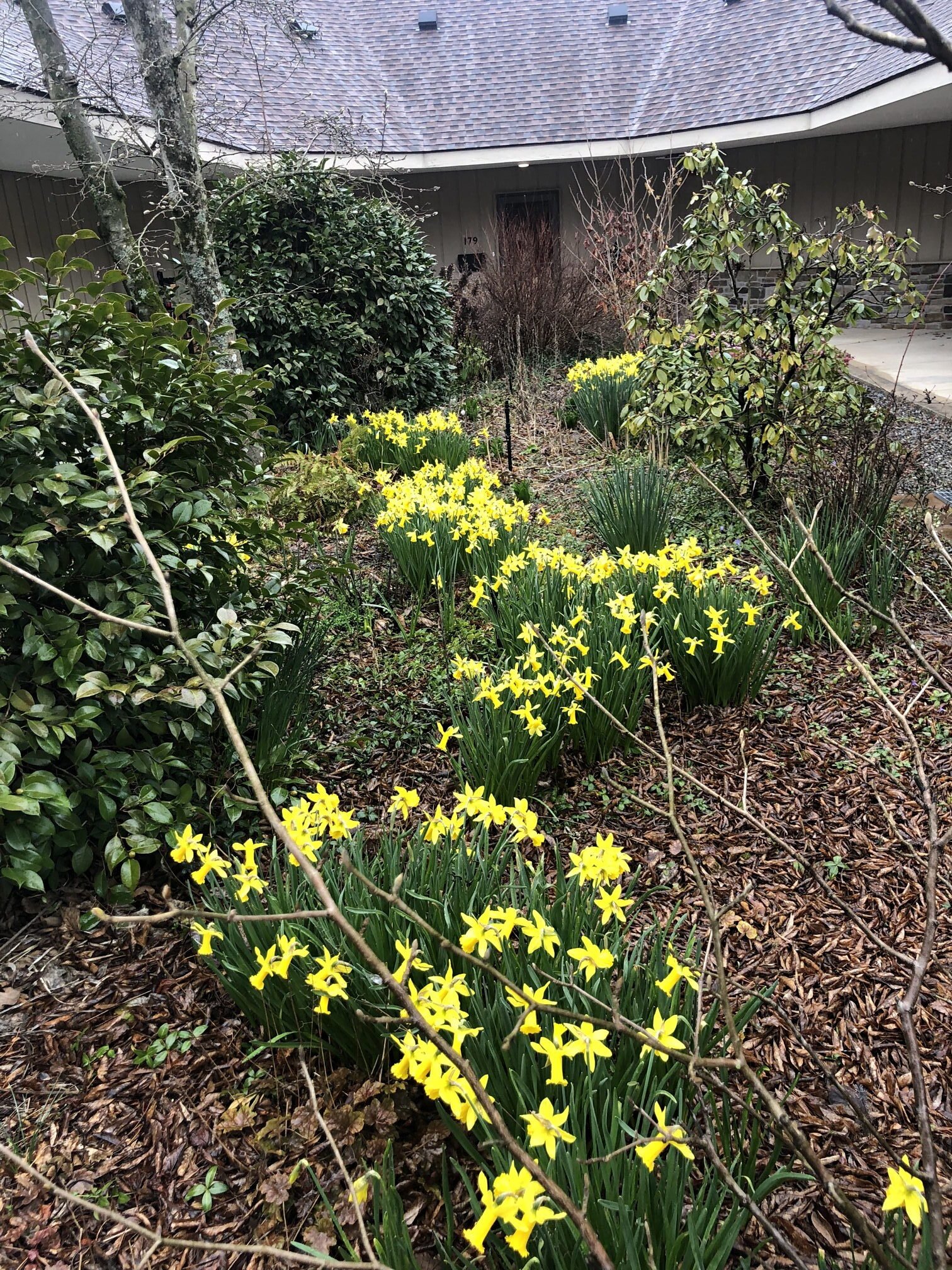 March  17, 2023 –  Daffodils