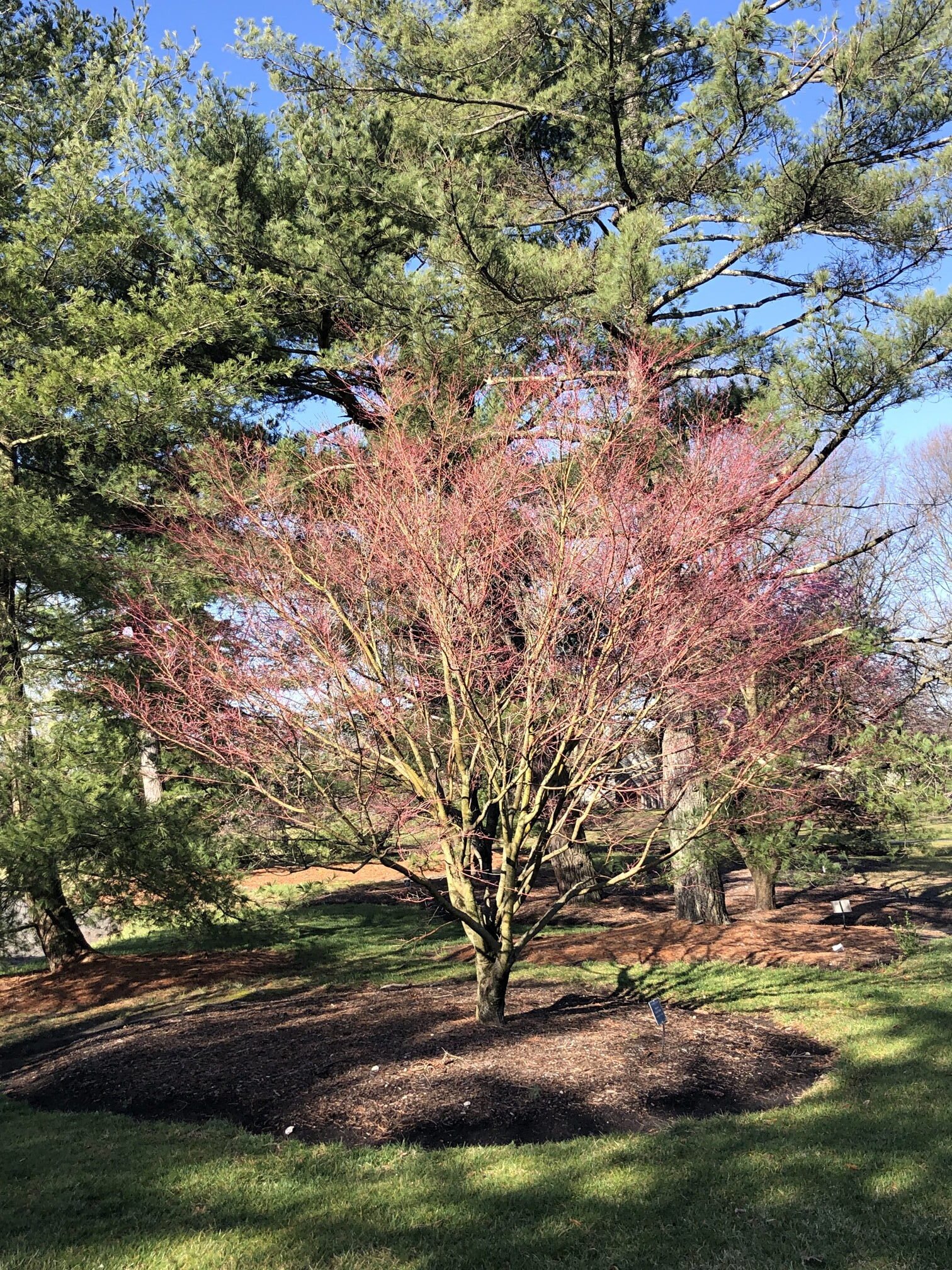 March 31, 2023 –  Coral Bark Maple