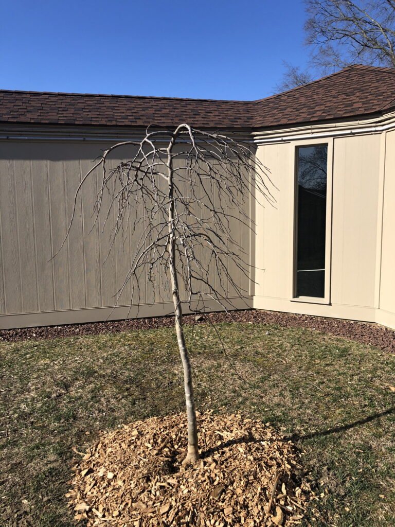 New Tree: Weeping Redbud