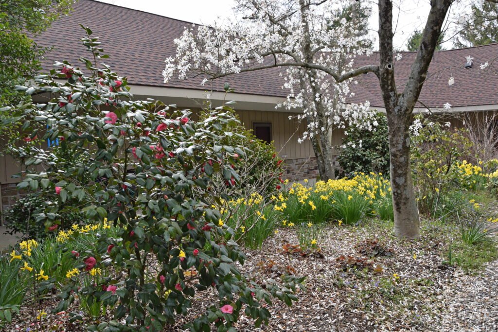 Spring blooms, Court 17
