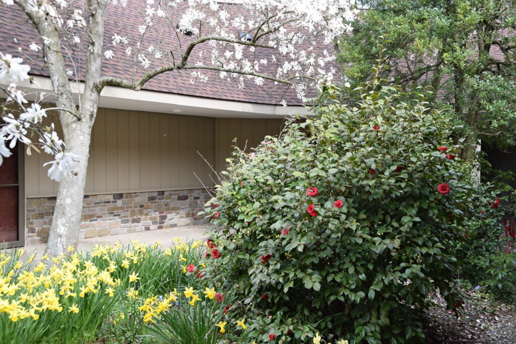 Spring blooms, Court 17