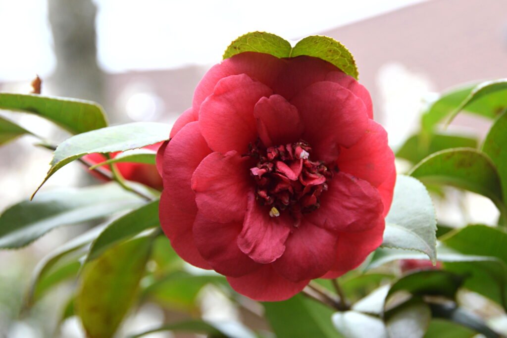 Camellia, Court 17