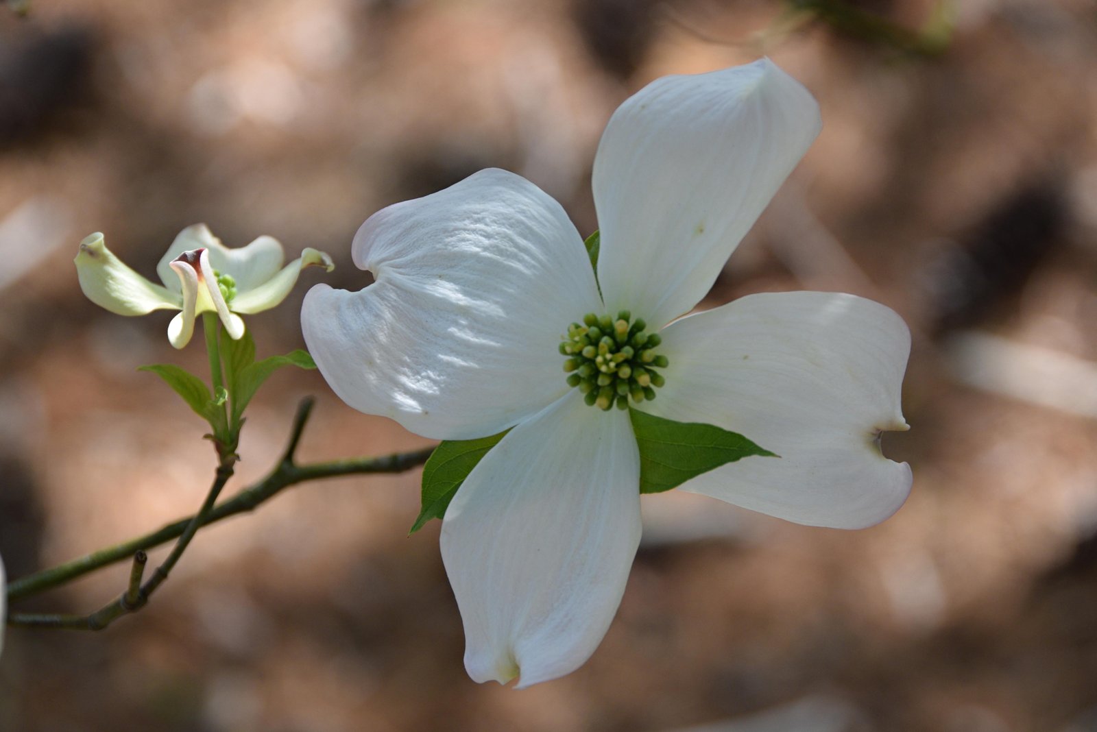 April 28, 2023 – Flowering Dogwood