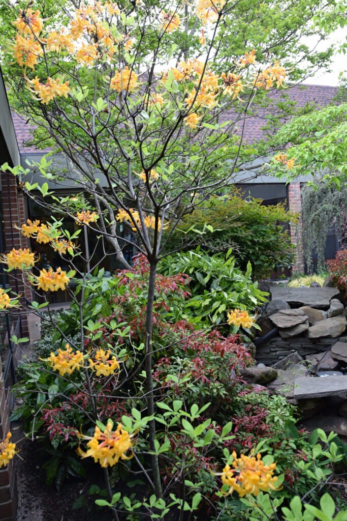 Flame Azalea