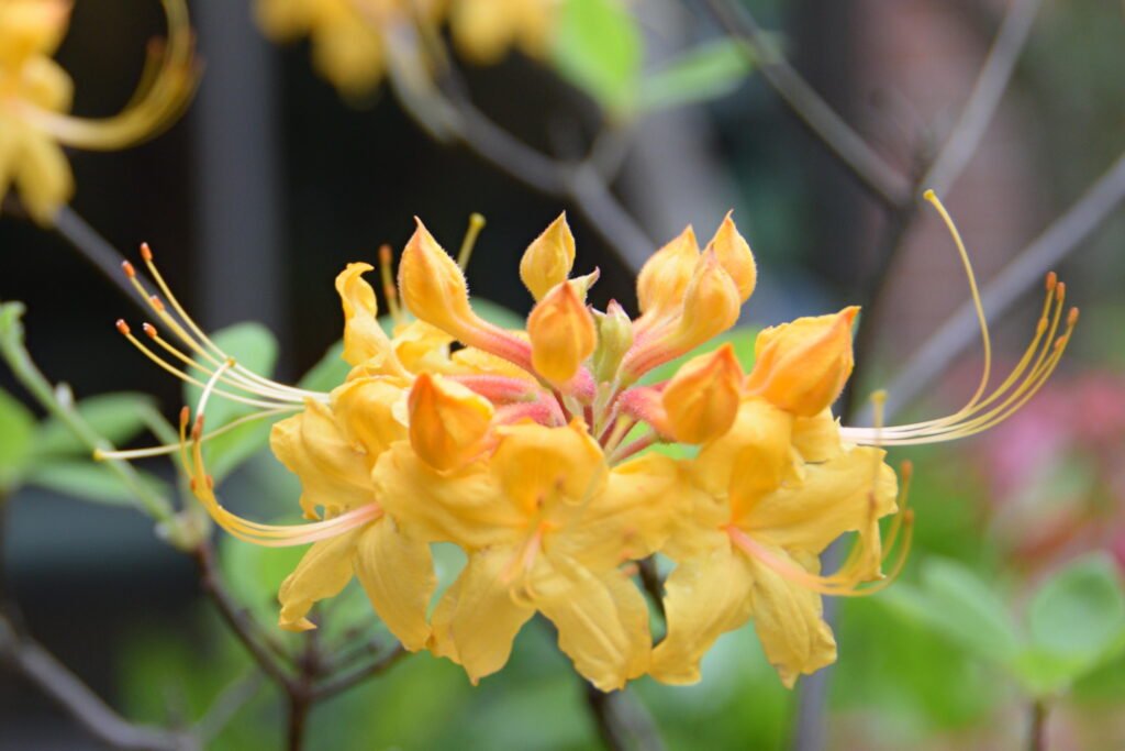 Flame Azalea