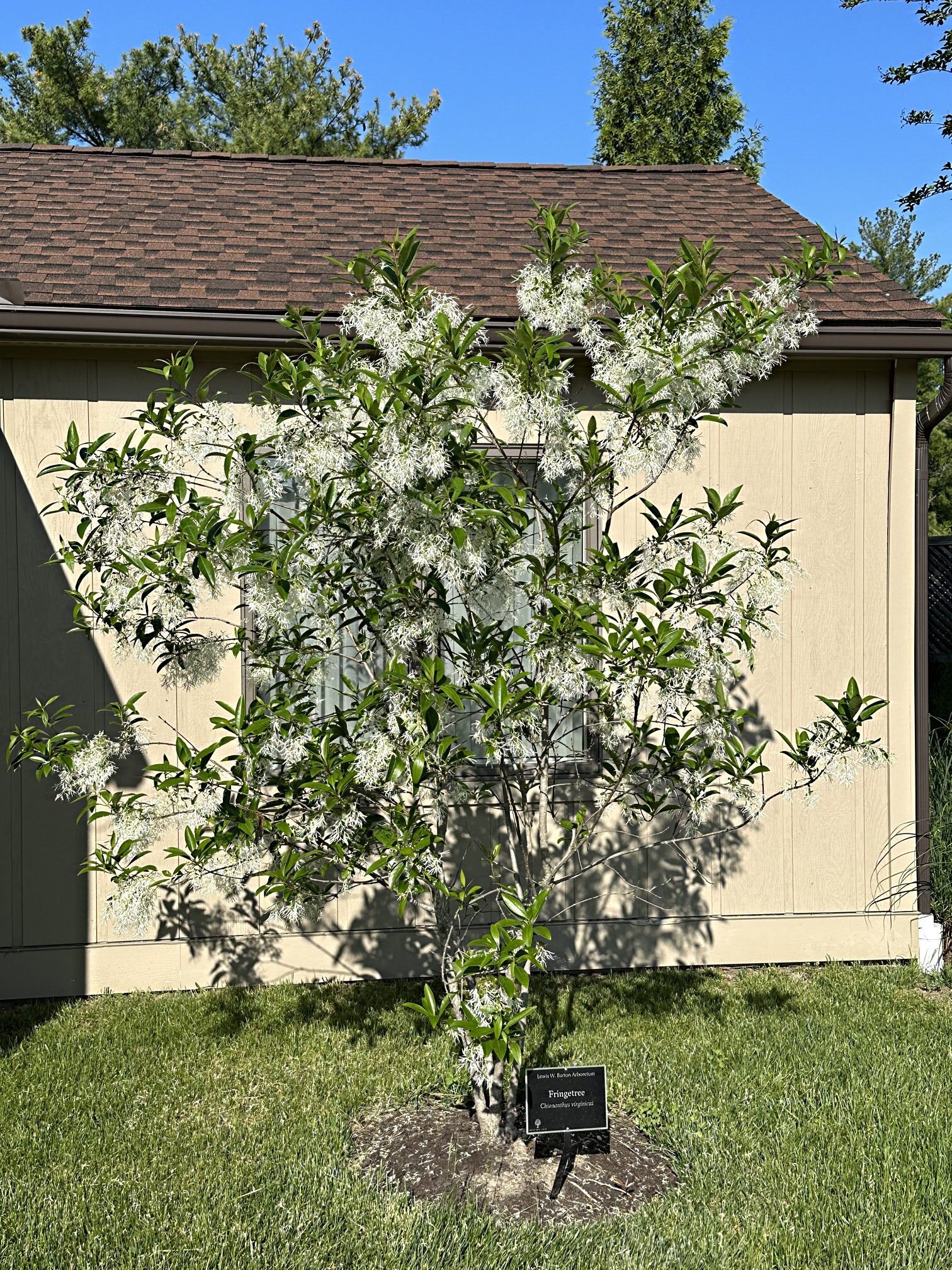 May 19, 2023 – Fringetree