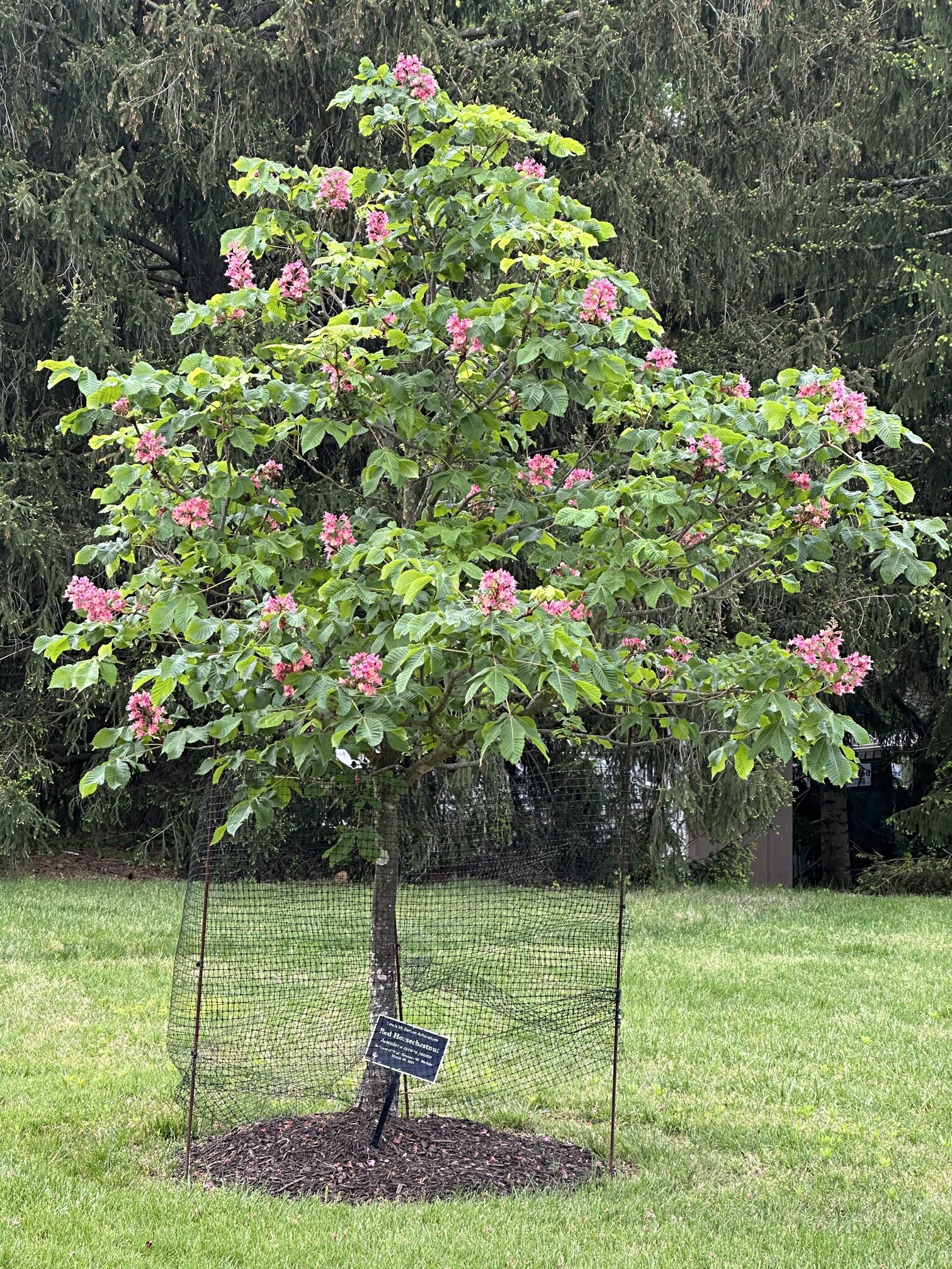 May 12, 2023 –  Red Horsechestnut