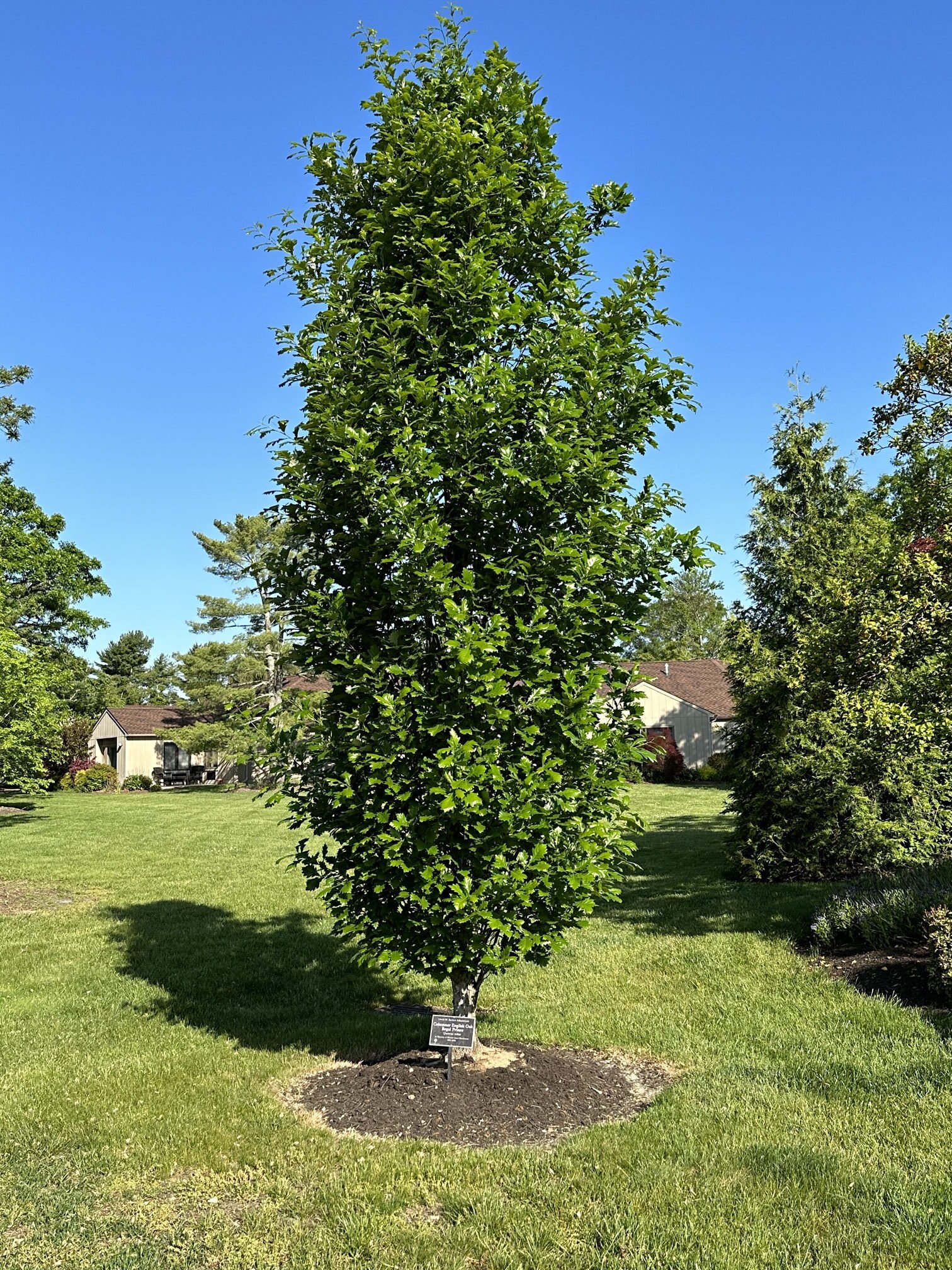 May 26, 2023 – Columnar trees