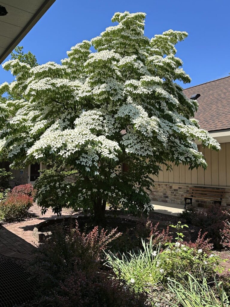 Kousa Dogwood