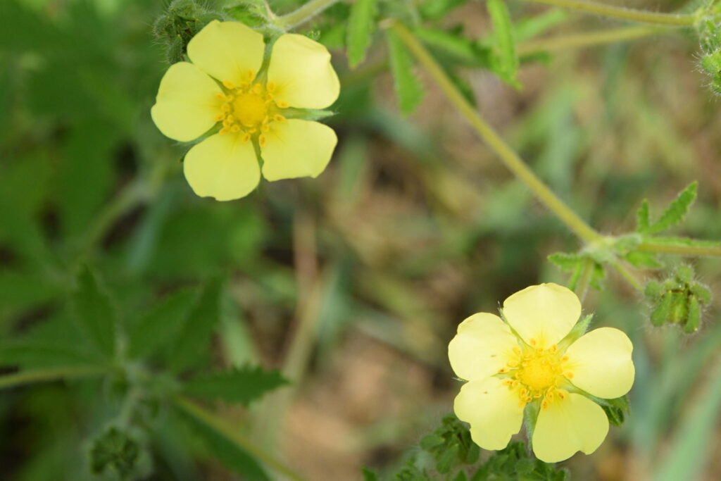 June Meadow Flowers