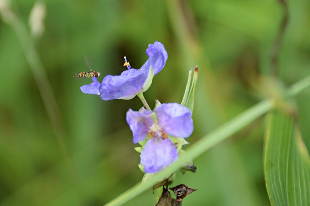 June Meadow Flowers