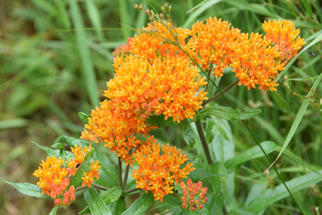 June Meadow Flowers