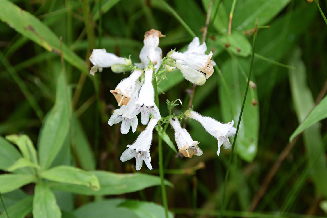 June 30, 2023 – Summer Meadow