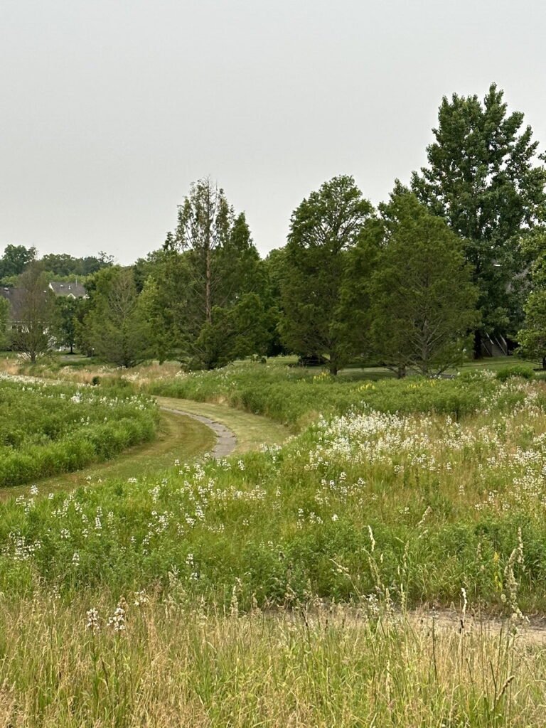 Lumberton Meadow
