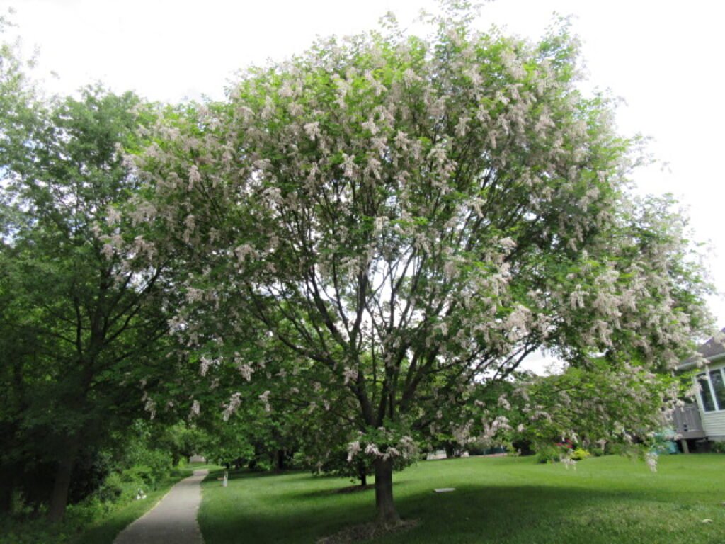 Yellowwood tree