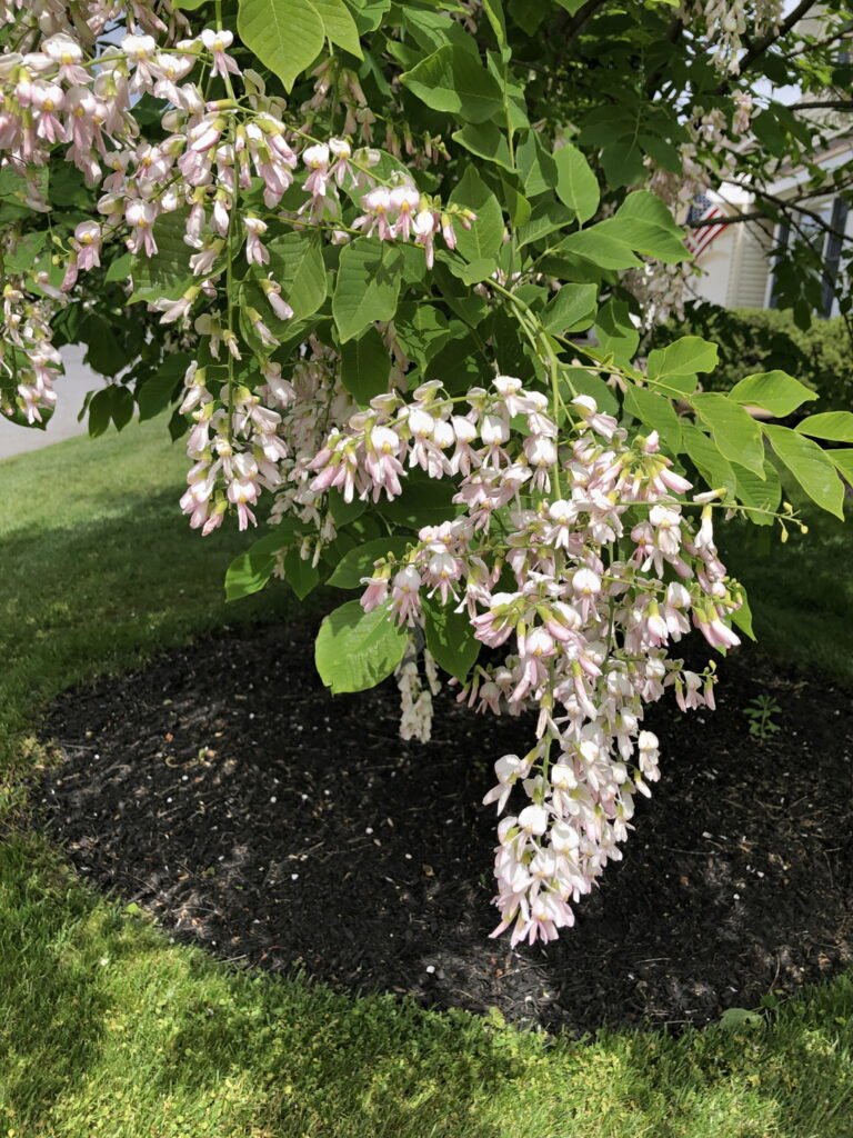 Yellowwood tree