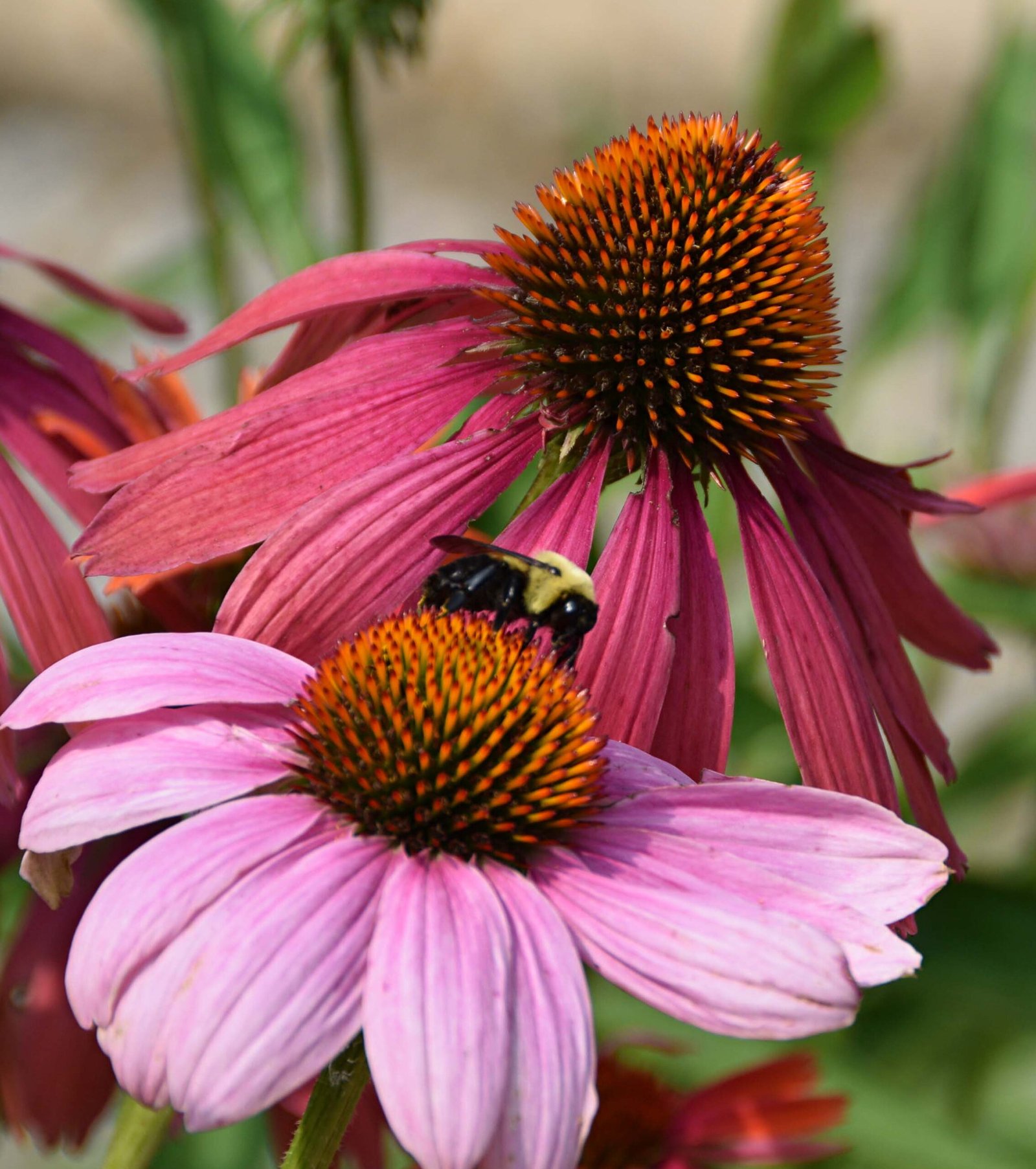 July 7, 2023 – Coneflowers