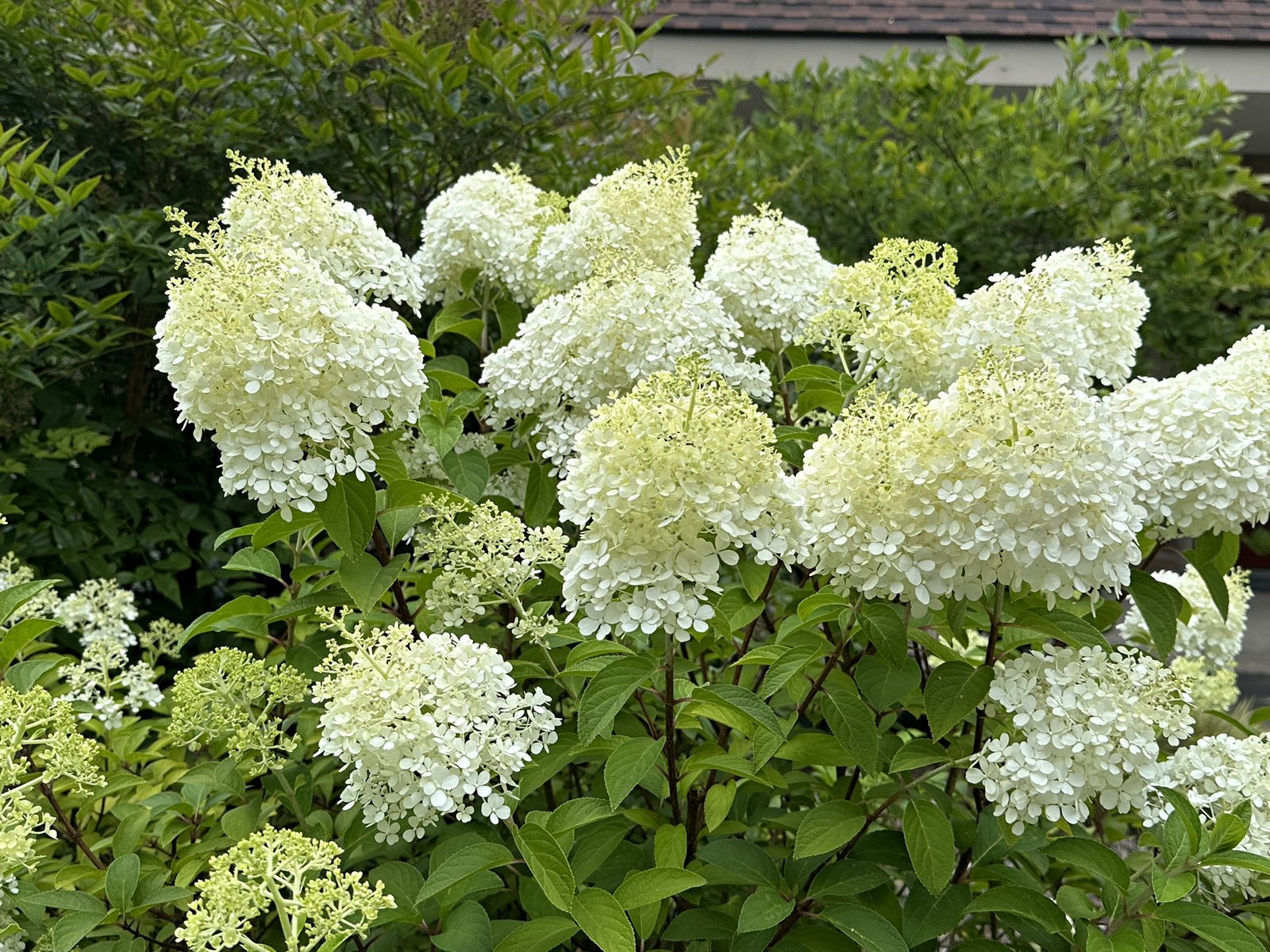 July 28, 2023 – Limelight Hydrangea