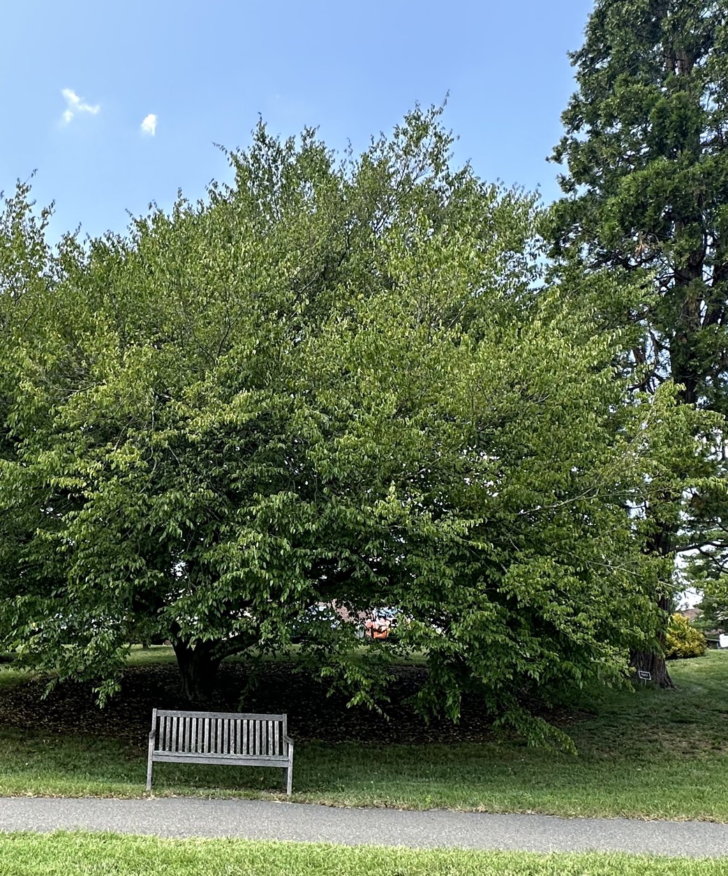 July 14, 2023 – Shade trees