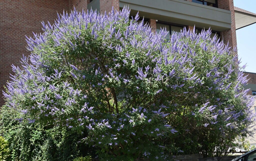 Vitex