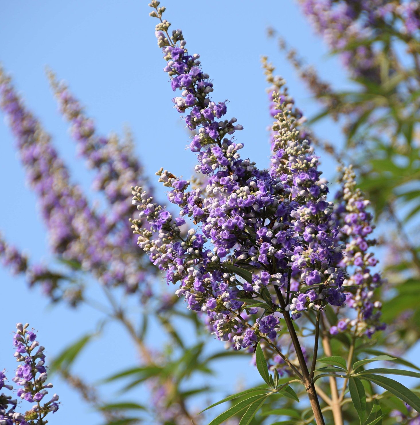 July 21, 2023 – Vitex