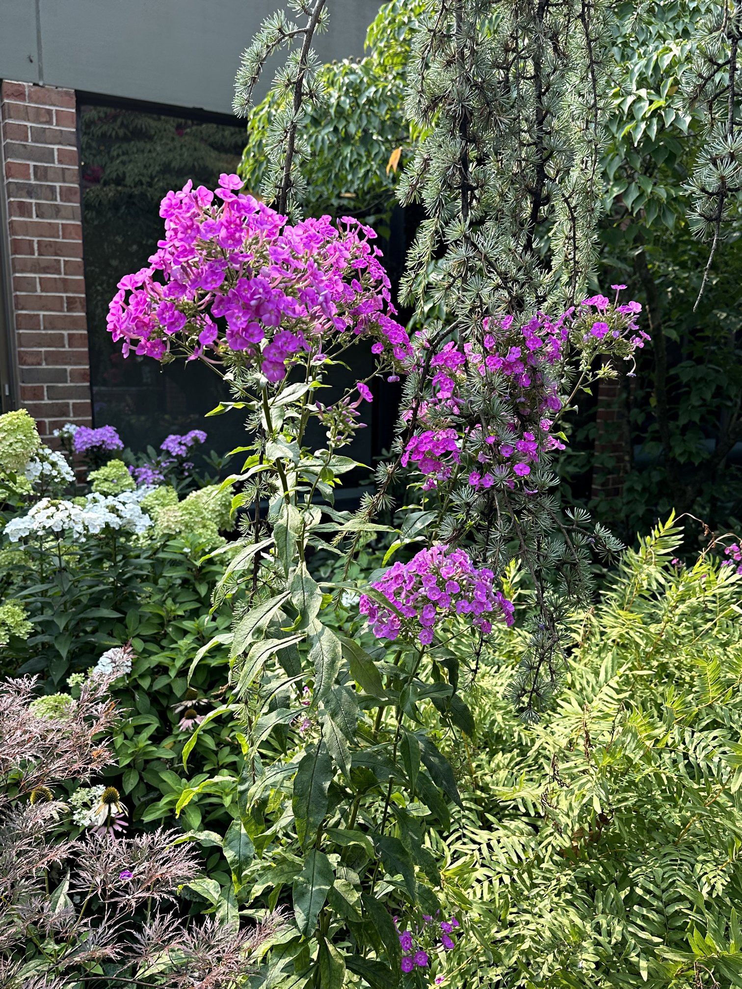 August 11, 2023 – Crepe Myrtle