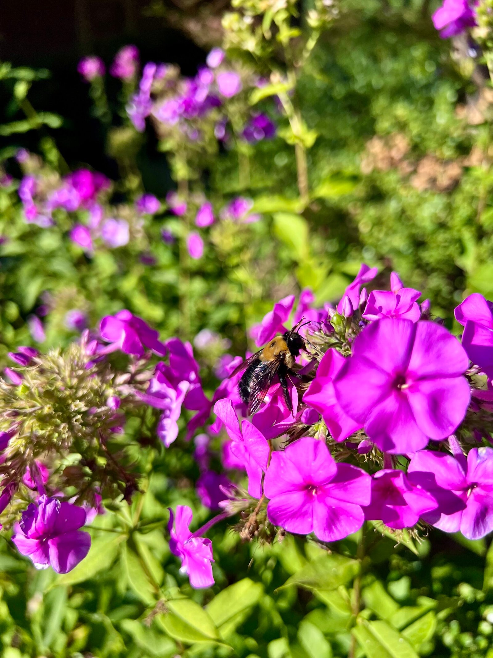 September 28, 2023 – Busy Bee