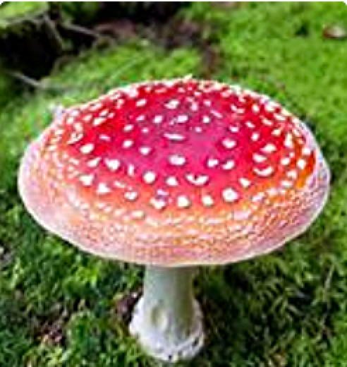 Amanita muscaria