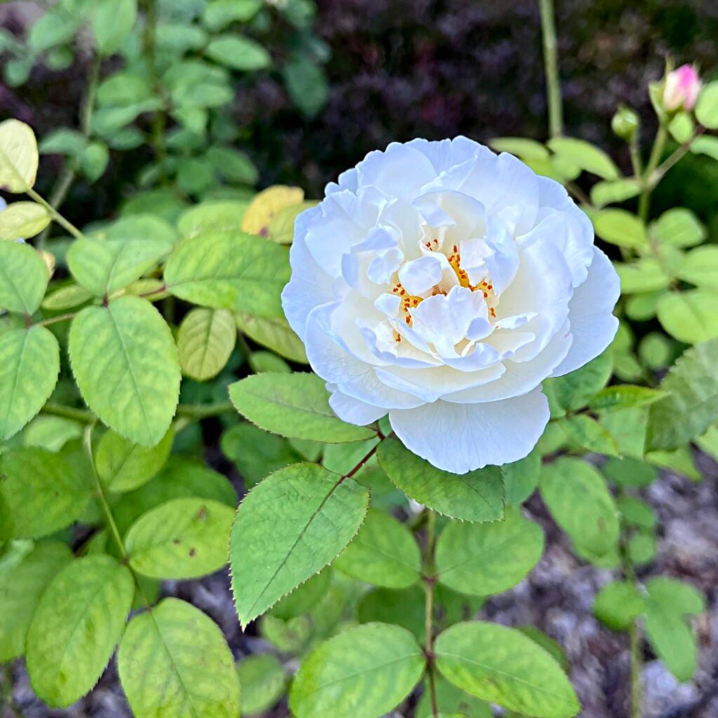 Rosa Kristall