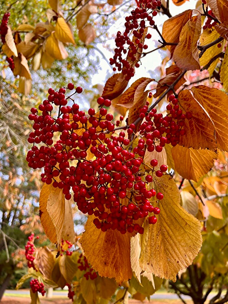 Viburnum berries