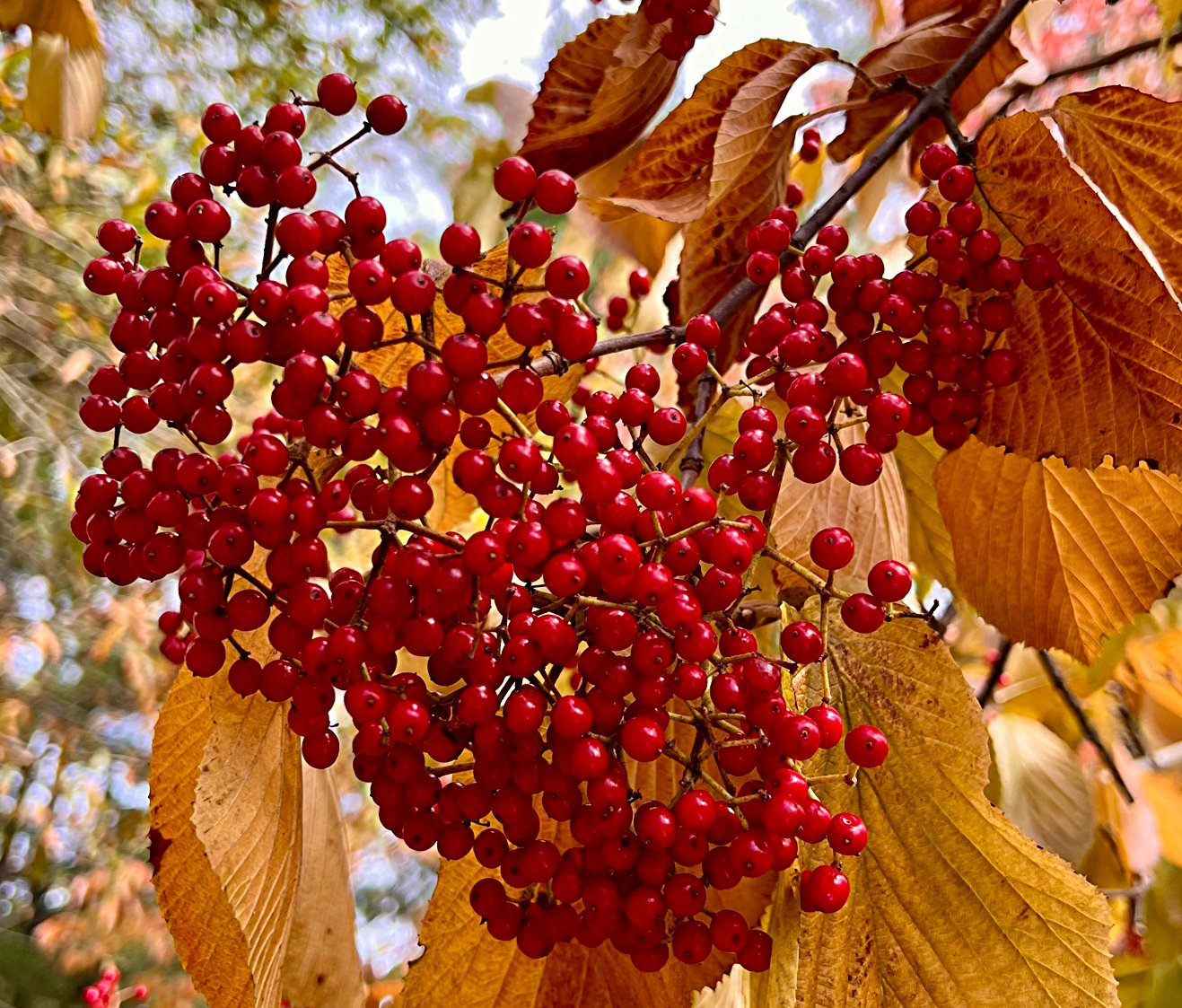 Viburnum berries