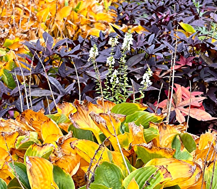Plantain Lily