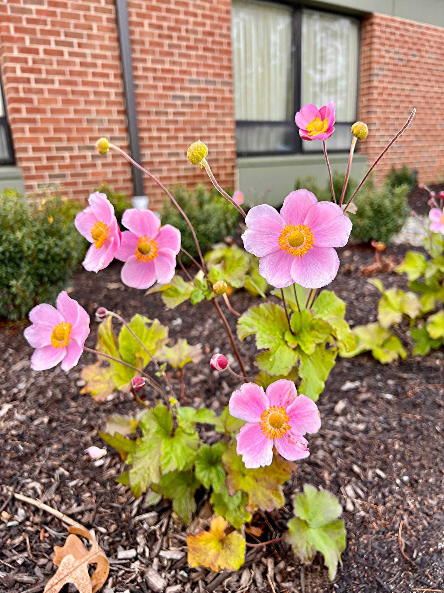 November 6, 2023 – Anemone robustissima
