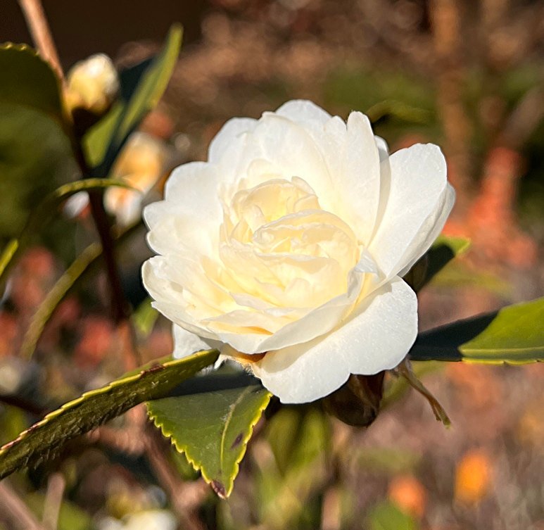 Japanese Camellia