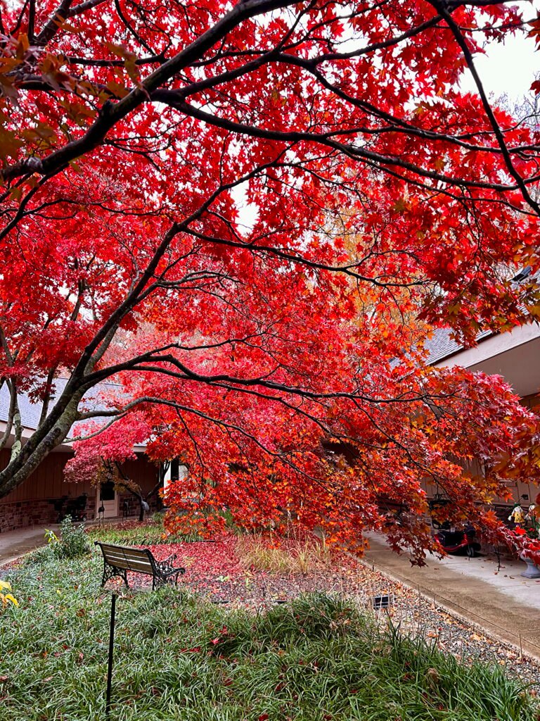 Japanese Maple