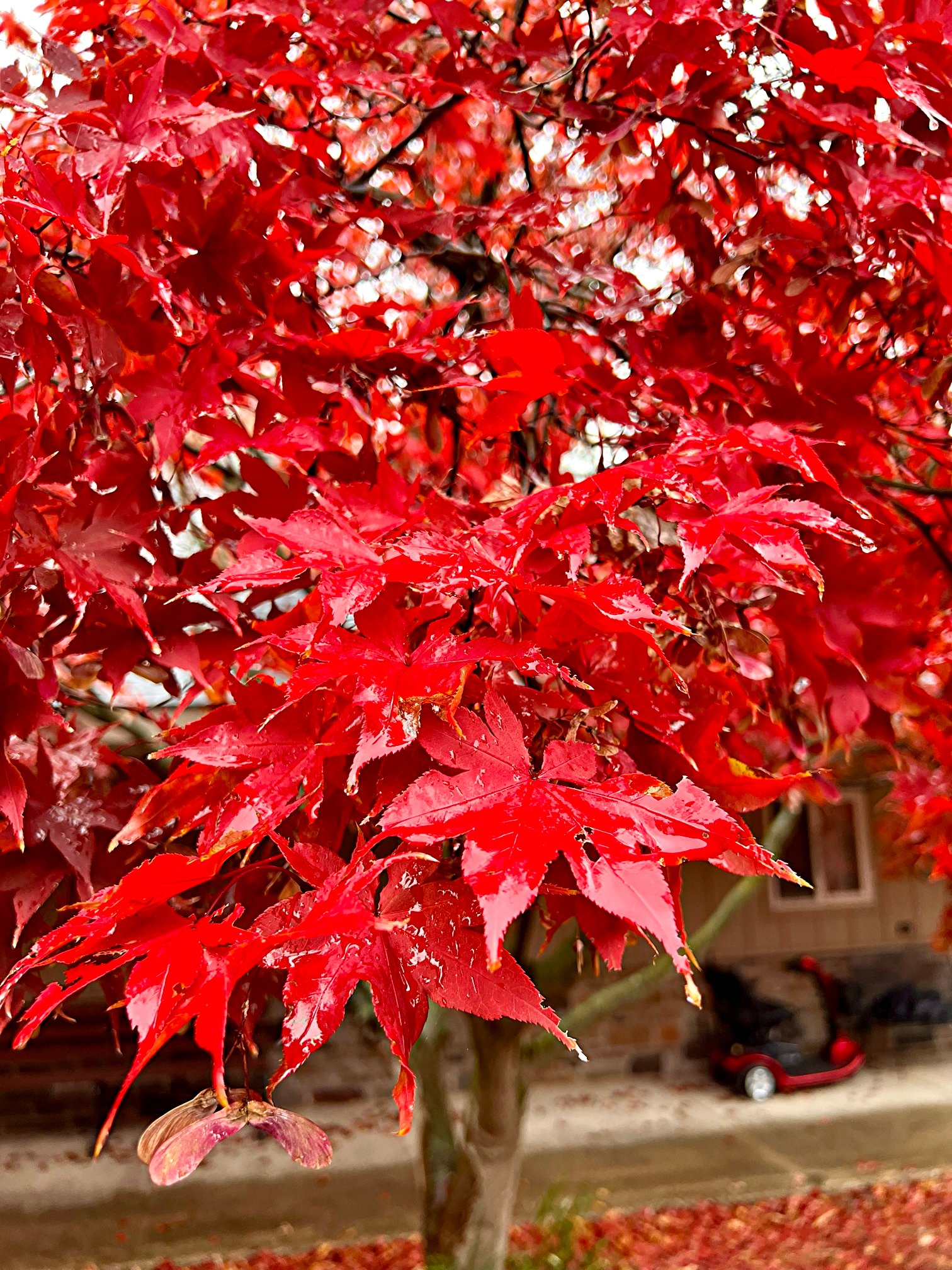 November 17 – Acer palmatum