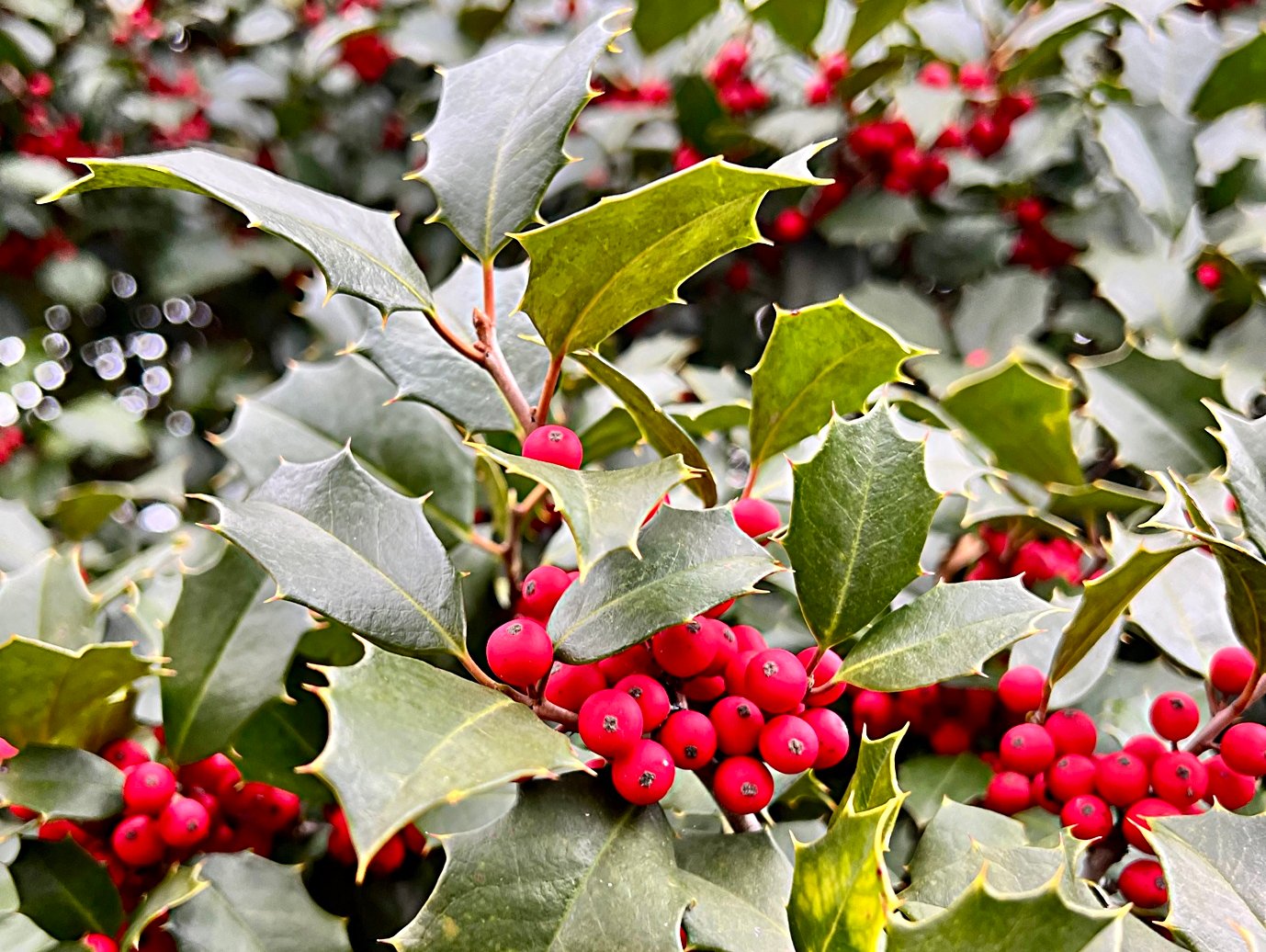 January 2026 – The Holly