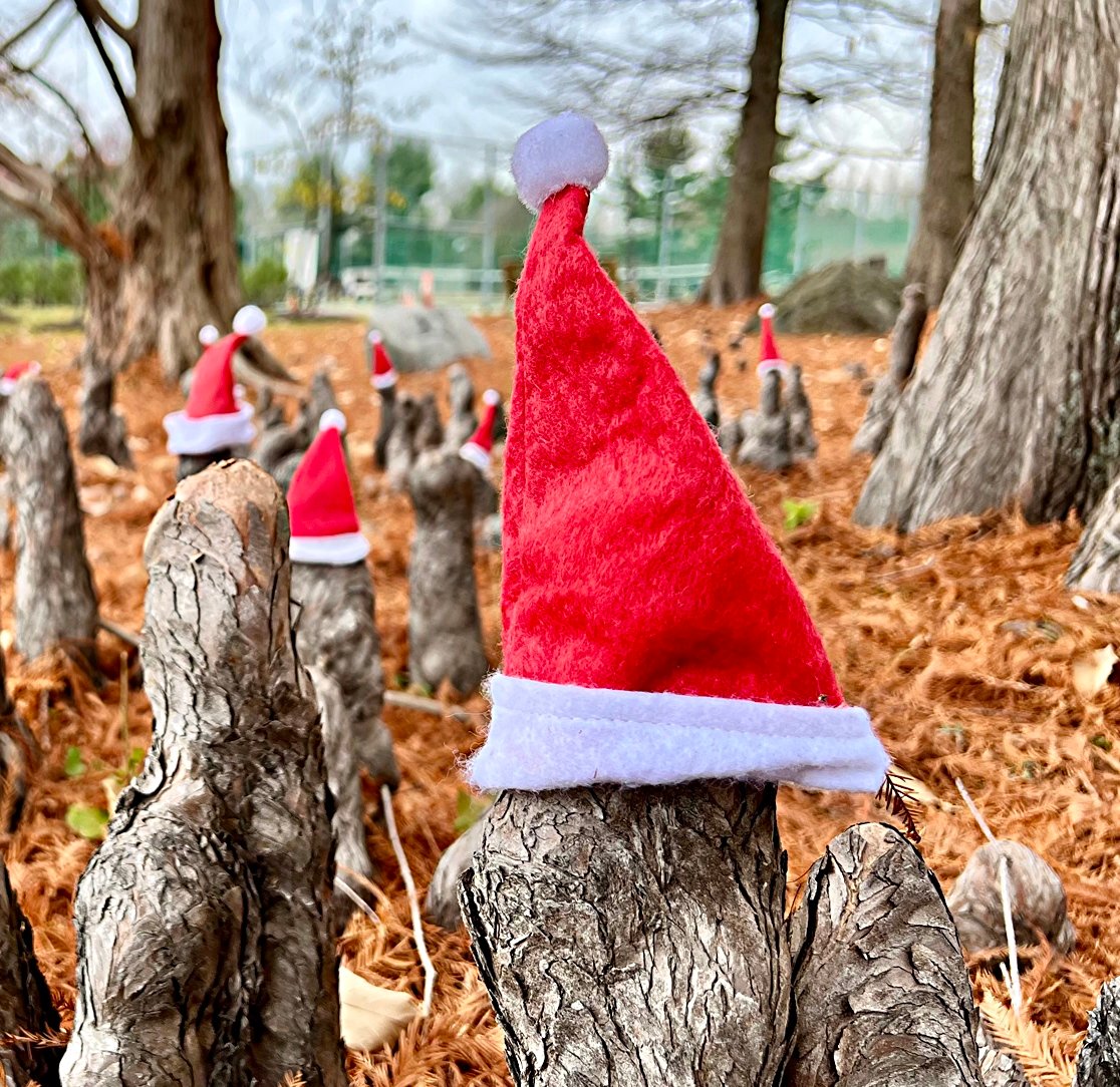 December 22, 2023 – Taxodium distichum