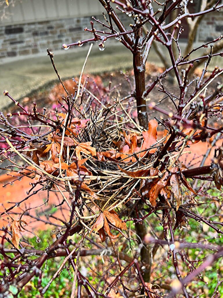 Bird'sNest, Empty