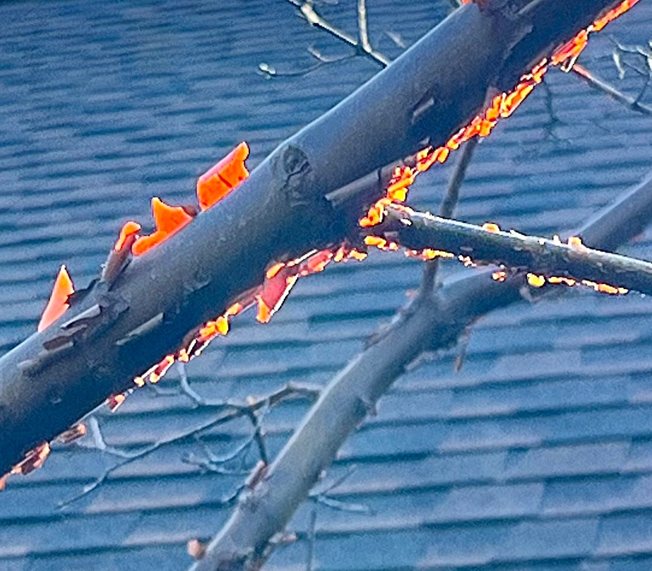 January 12, 2024 – Acer griseum