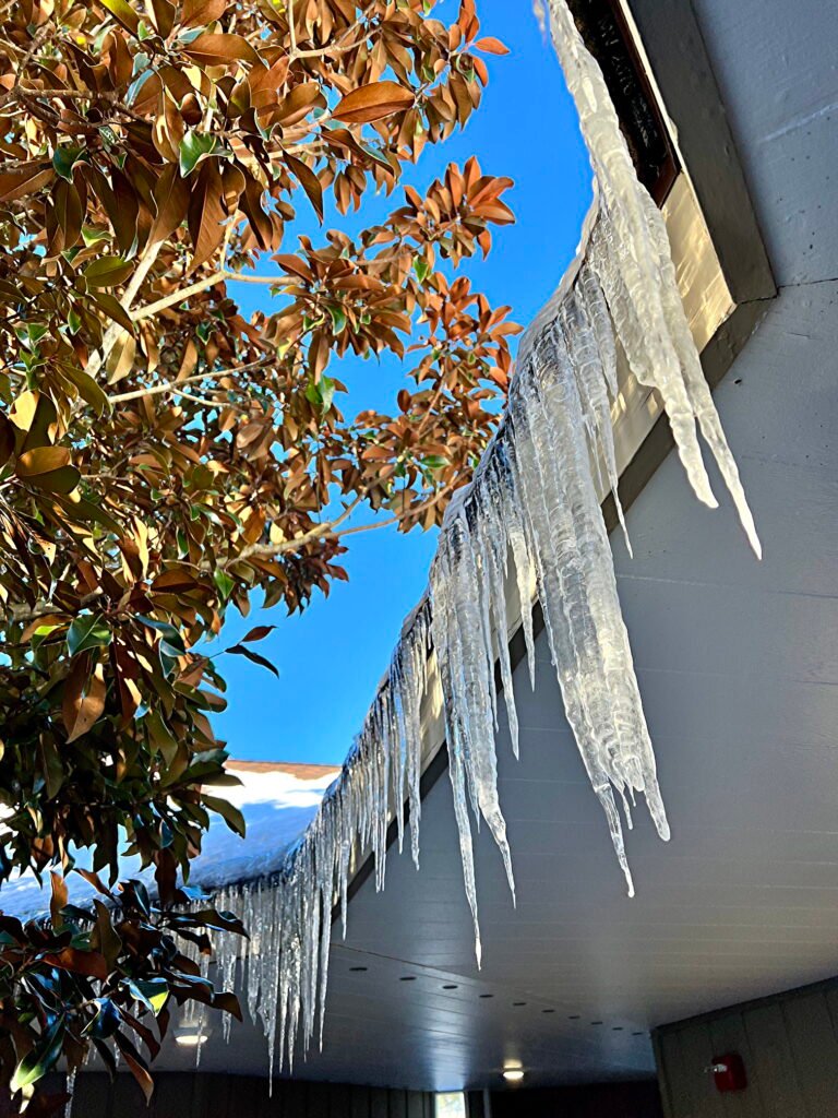 Magnolia and icicles