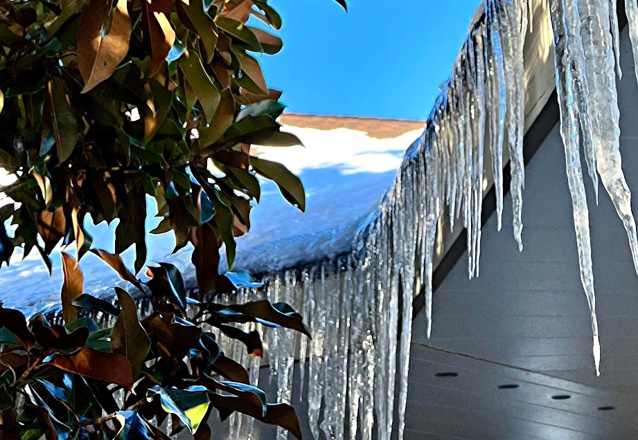 Magnolia and icicles