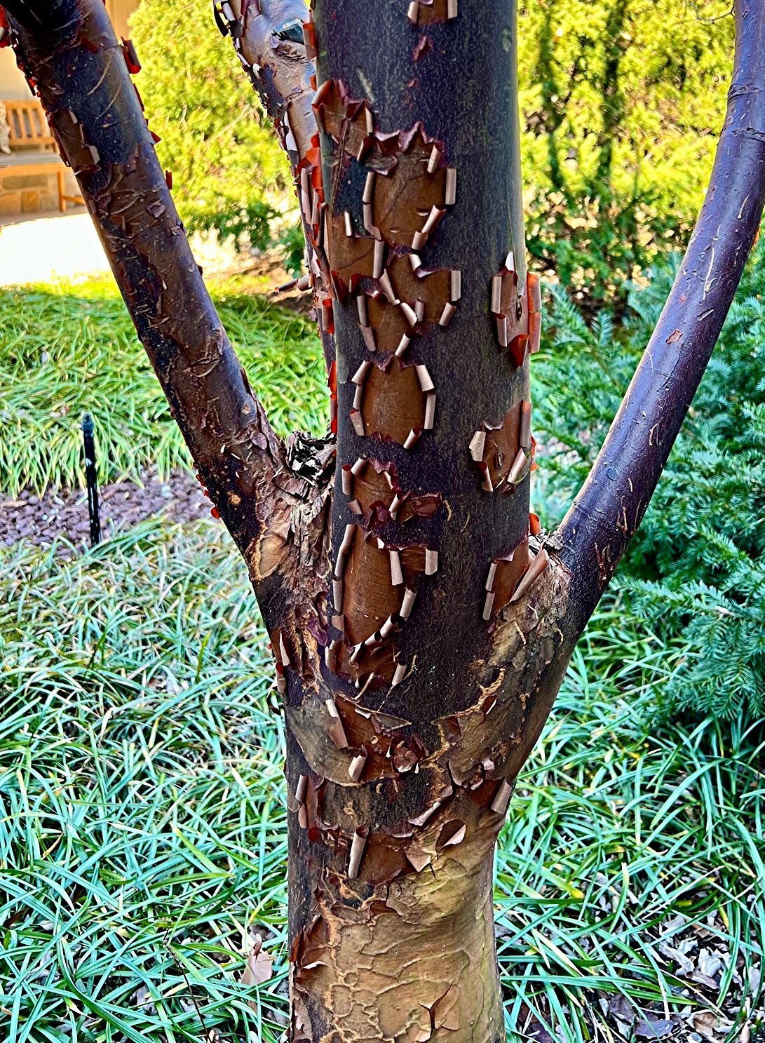 PAPERBARK 2024