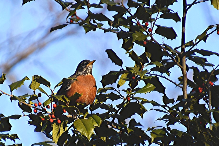 Robin