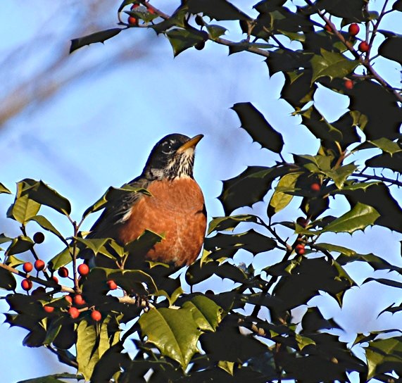 February 23, 2024 – Turdus migratorius