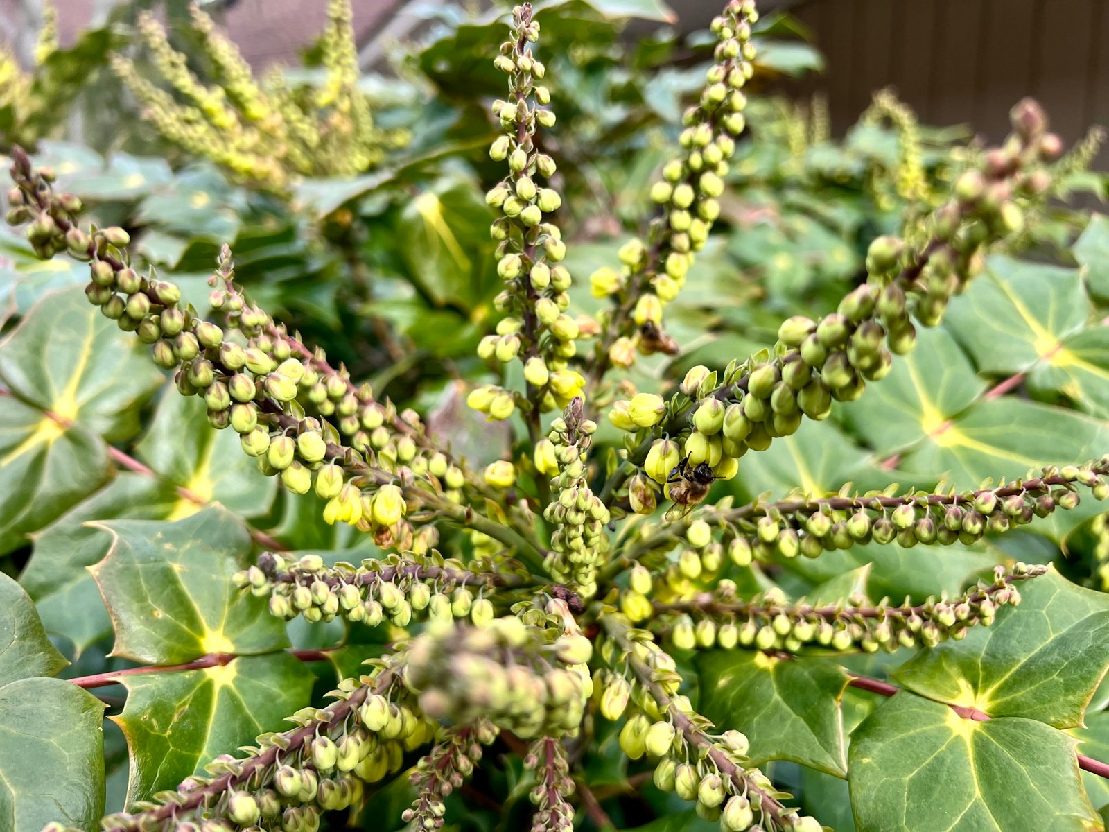 February 16, 2024 – Mahonia bealei
